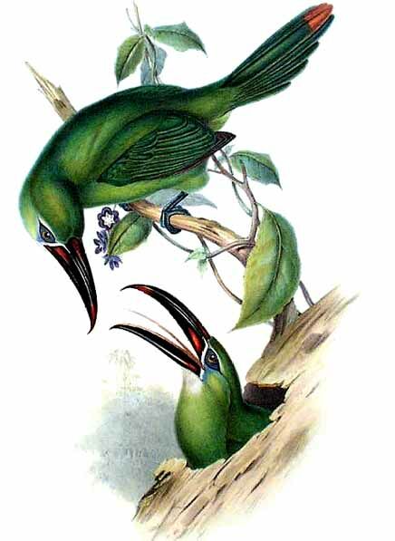 Toucanet de Derby