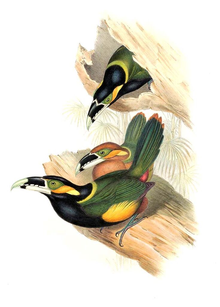 Gould's Toucanet