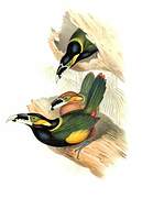 Toucanet de Gould