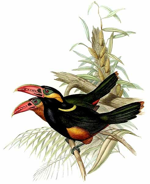 Tawny-tufted Toucanet