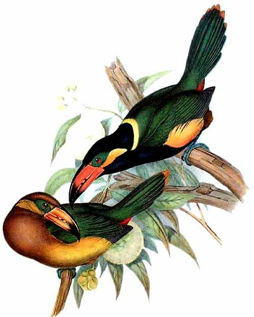 Golden-collared Toucanet