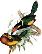 Toucanet de Reinwardt