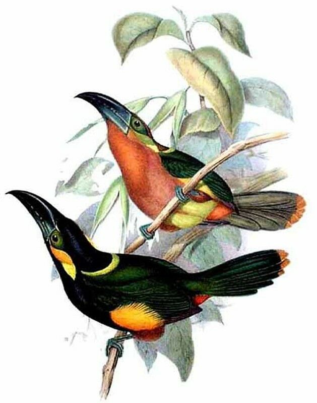 Toucanet de Reinwardt