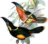 Golden-collared Toucanet