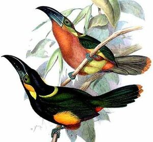 Toucanet de Reinwardt