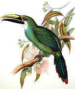 Wagler's Toucanet