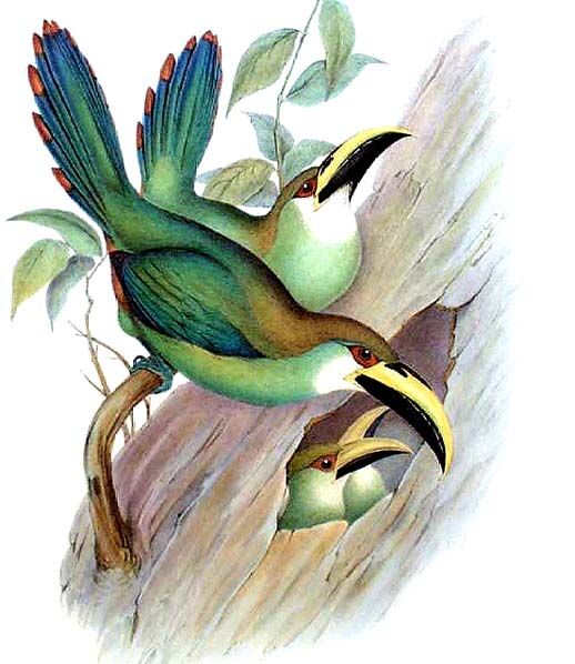 Toucanet émeraude