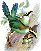 Toucanet émeraude