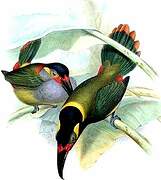 Toucanet koulik