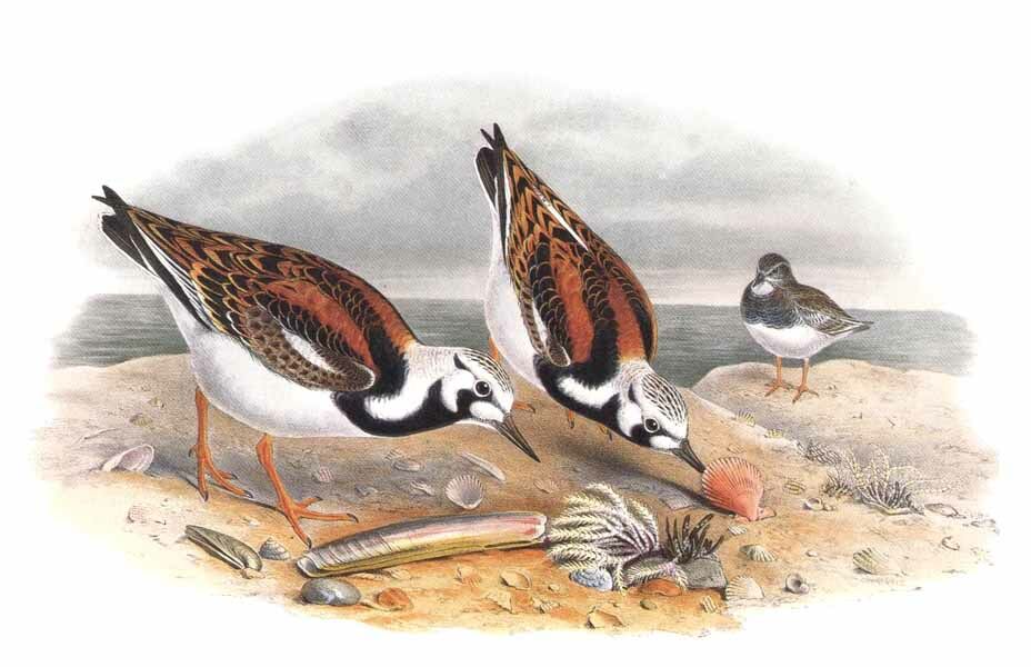 Tournepierre à collier