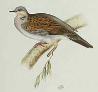 European Turtle Dove