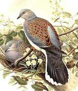 European Turtle Dove