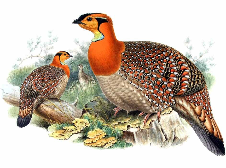 Blyth's Tragopan