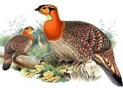 Blyth's Tragopan