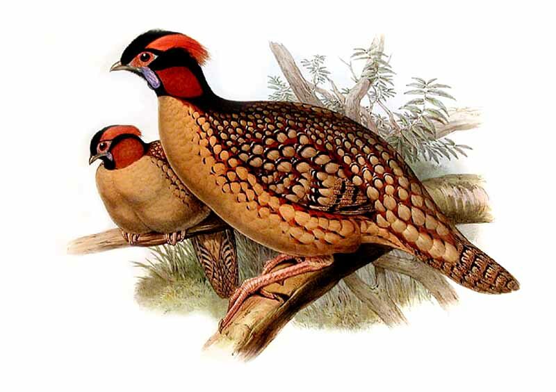 Cabot's Tragopan