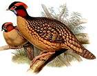 Tragopan de Cabot