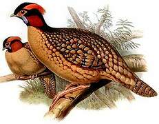 Cabot's Tragopan