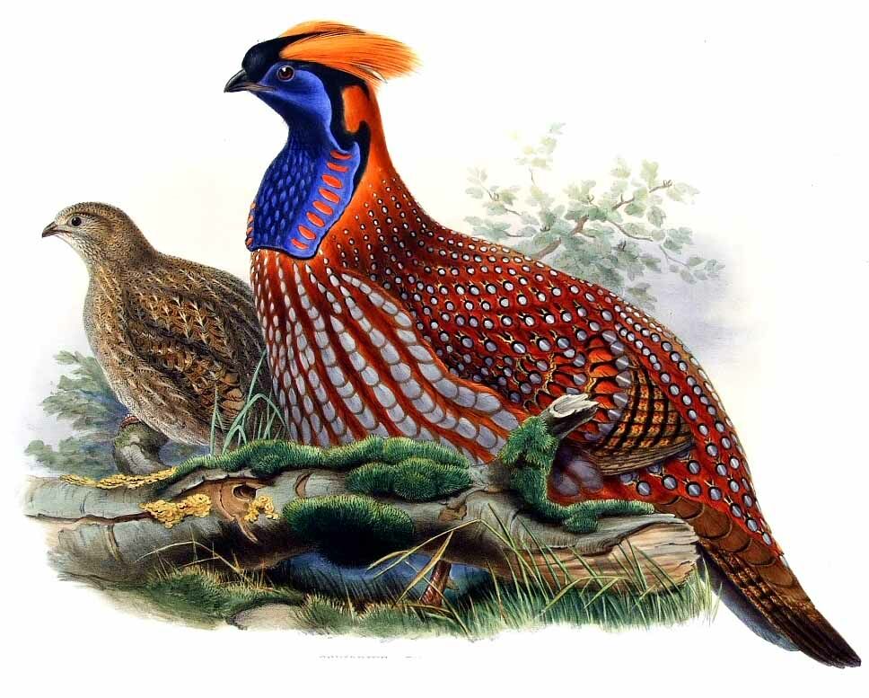 Tragopan de Temminck