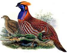 Tragopan de Temminck