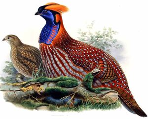 Tragopan de Temminck