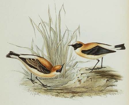 Western Black-eared Wheatear