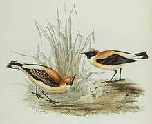 Western Black-eared Wheatear