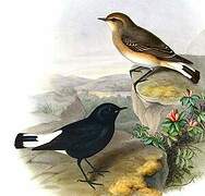 Variable Wheatear