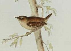 Eurasian Wren