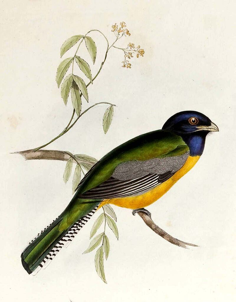 Trogon à lunettes jaunes