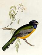 Gartered Trogon