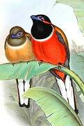 Red-naped Trogon