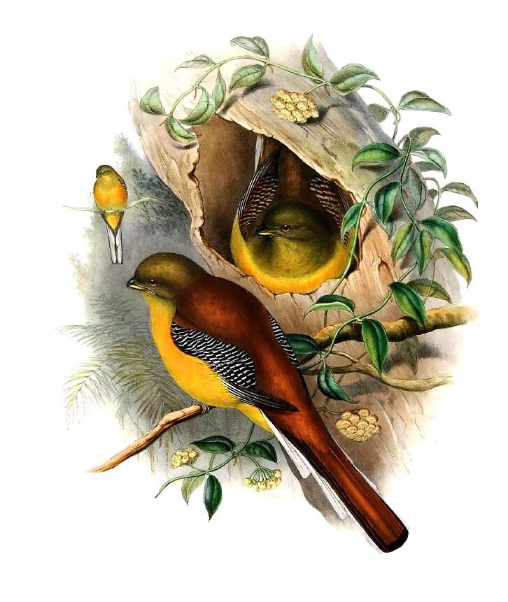 Orange-breasted Trogon