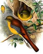 Orange-breasted Trogon