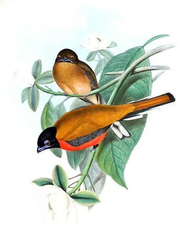 Trogon cannelle