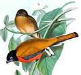 Trogon cannelle