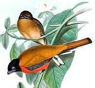 Cinnamon-rumped Trogon