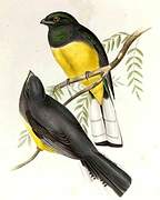 Citreoline Trogon