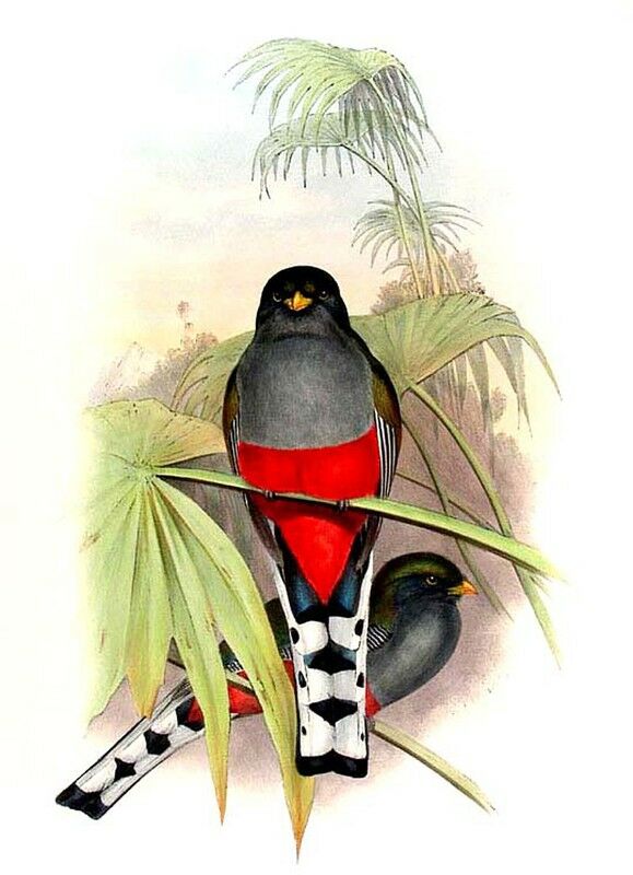 Hispaniolan Trogon