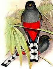 Trogon damoiseau