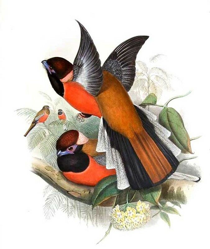 Diard's Trogon