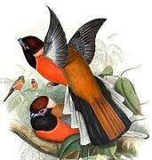 Trogon de Diard