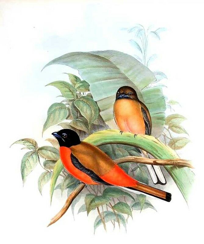 Trogon de Duvaucel