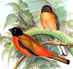 Trogon de Duvaucel