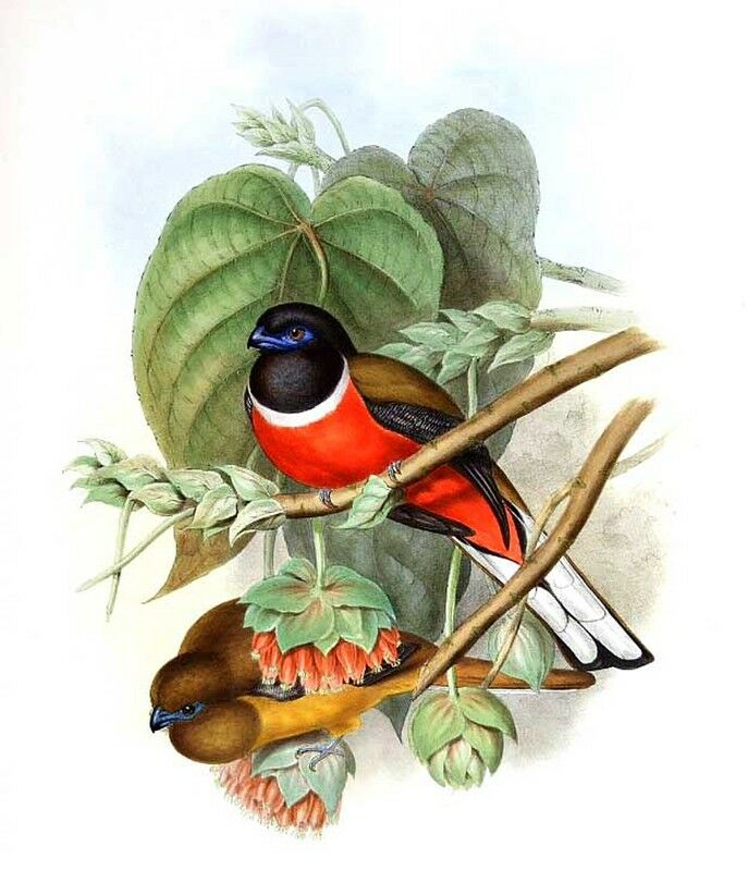 Malabar Trogon