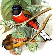 Malabar Trogon