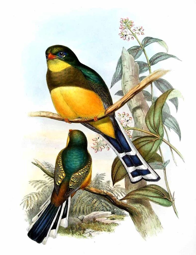 Trogon de Reinwardt