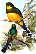 Javan Trogon