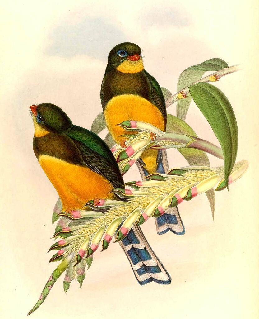 Sumatran Trogon