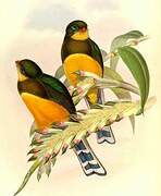 Sumatran Trogon