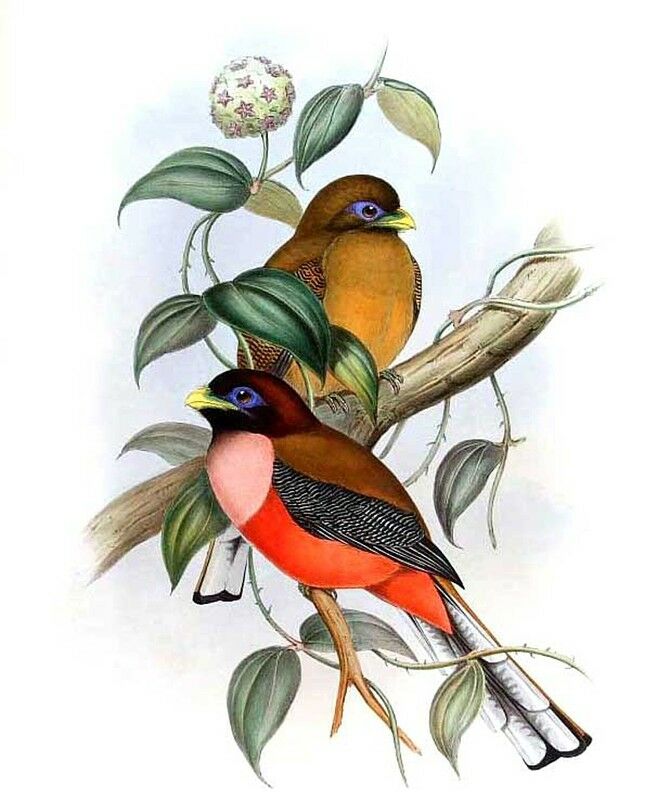 Philippine Trogon